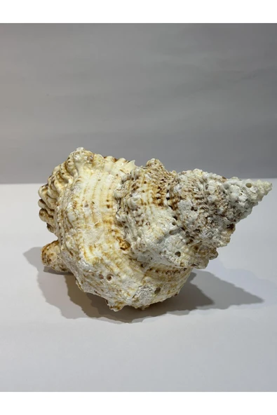 gemsartdeco BURSA BUBO KABUK - Resim 4