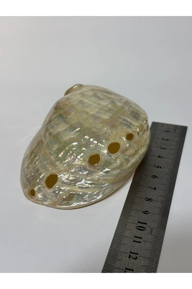 gemsartdeco ASIMILIS KABUK - Resim 8