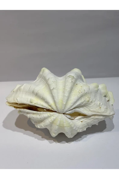 gemsartdeco TRIDACNA KOLEKSİYON KABUK - Resim 6