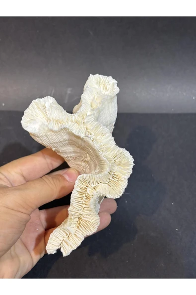 gemsartdeco BEYİN MERCAN ürün görseli