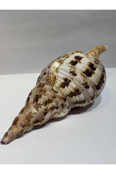 gemsartdeco TRIATON KABUK - Resim 4