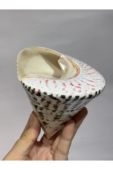 gemsartdeco TROCA POLISHED NATURAL KABUK - Resim 4