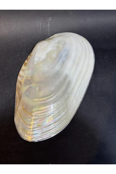 gemsartdeco KABUK XXL GÜMÜŞ ÇERÇEVELİ - Resim 4