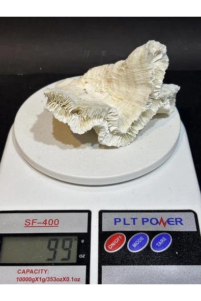 gemsartdeco BEYİN MERCAN - Resim 3