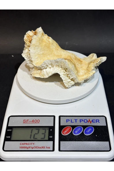 gemsartdeco BEYİN MERCAN - Resim 3