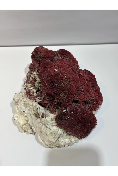 gemsartdeco KIRMIZI MERCAN DOĞALTAŞ - Resim 4
