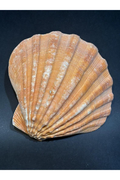 gemsartdeco Lion's Paw Scallop Kabuk - Resim 3