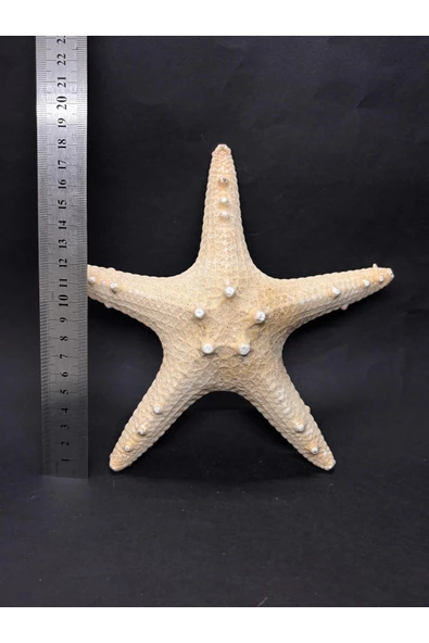 gemsartdeco BEYAZ DENİZ YILDIZI - Resim 4