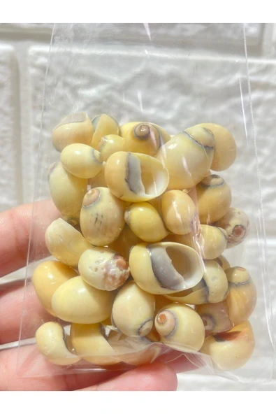 gemsartdeco Deniz Kabuğu Paketli (50 adet ) - Resim 4