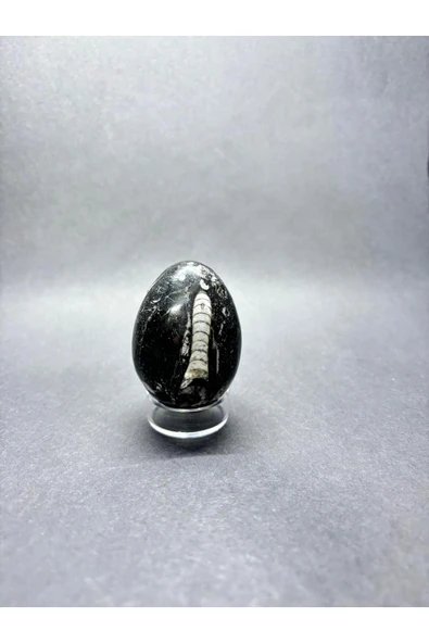 gemsartdeco BELEMNİT FOSİLLİ YUMURTA DOĞALTAŞ ürün görseli