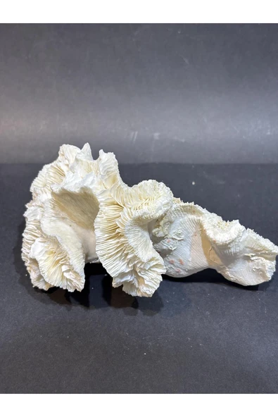 gemsartdeco BEYİN MERCAN ürün görseli