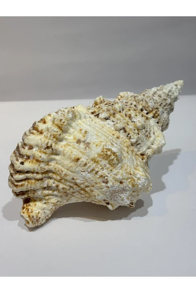 gemsartdeco BURSA BUBO KABUK - Resim 2