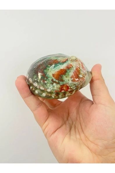 gemsartdeco Flipinler Okyanus Kabuk - Resim 2