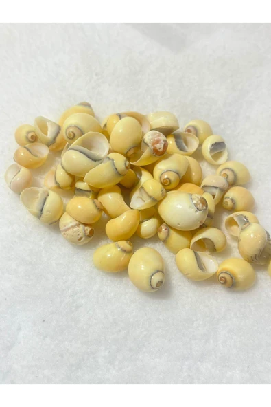 gemsartdeco Deniz Kabuğu Paketli (50 adet ) - Resim 2