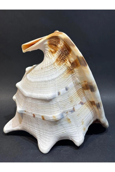 gemsartdeco CASIS KABUK L BOY - Resim 5