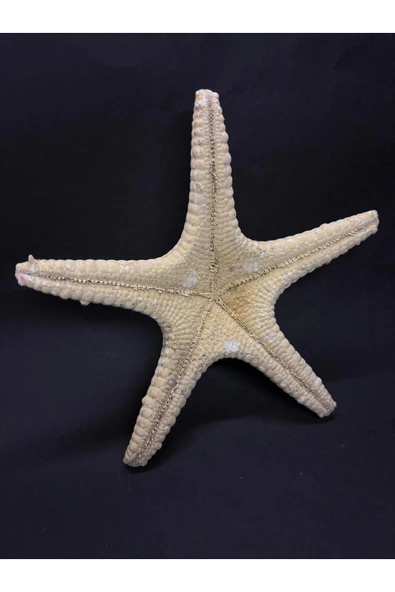 gemsartdeco BEYAZ DENİZ YILDIZI - Resim 3