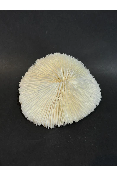 gemsartdeco MANTAR MERCAN - Resim 3