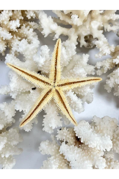gemsartdeco Deniz Yıldızı 3 Adet - Resim 3