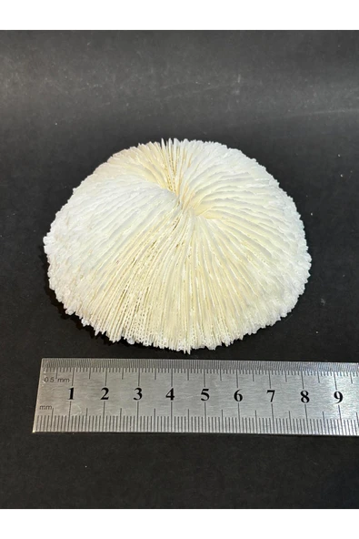 gemsartdeco MANTAR MERCAN - Resim 6