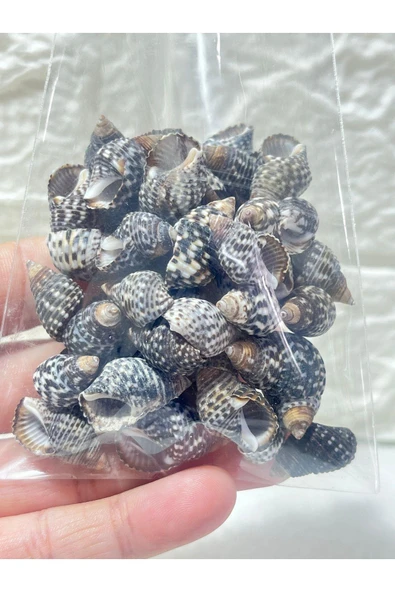 gemsartdeco Deniz Kabuğu Koyu Renk Paket (50 adet) - Resim 3