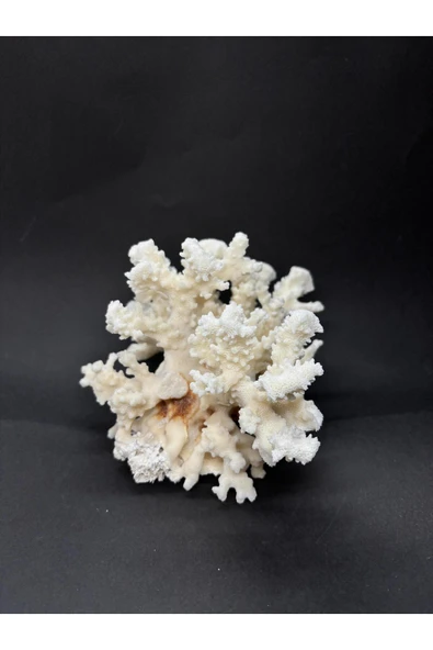 gemsartdeco MERCAN - Resim 3