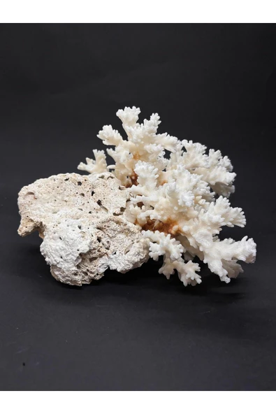 gemsartdeco Dal Mercan Harika Koleksiyon - Resim 5