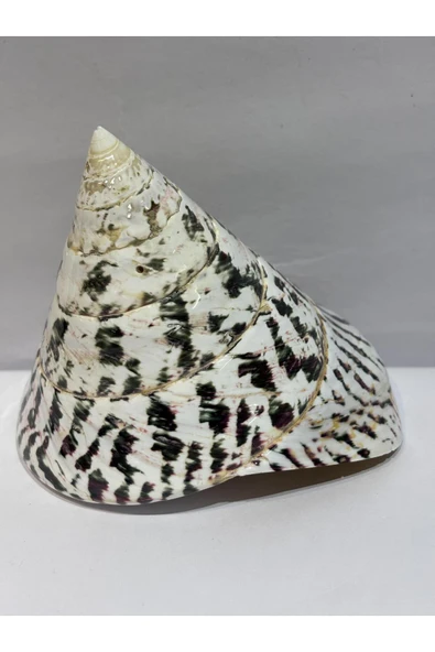 gemsartdeco TROCA POLISHED NATURAL KABUK - Resim 8