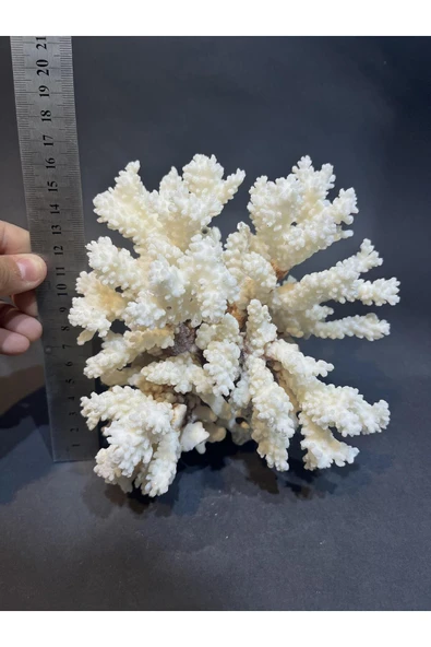 gemsartdeco MERCAN - Resim 2