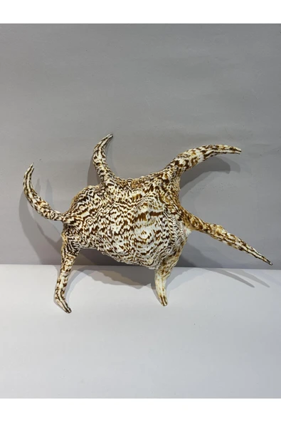 gemsartdeco CHİREGRA ORJİNAL KABUK - Resim 6