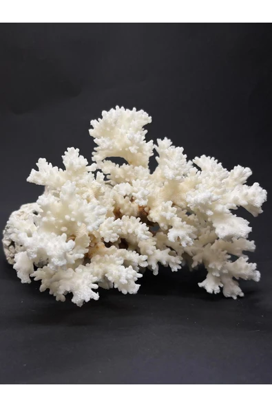 gemsartdeco Dal Mercan Harika Koleksiyon ürün görseli