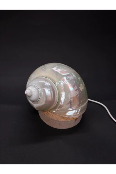 gemsartdeco NAUTİLUS KABUK GECE LAMBASI - Resim 5