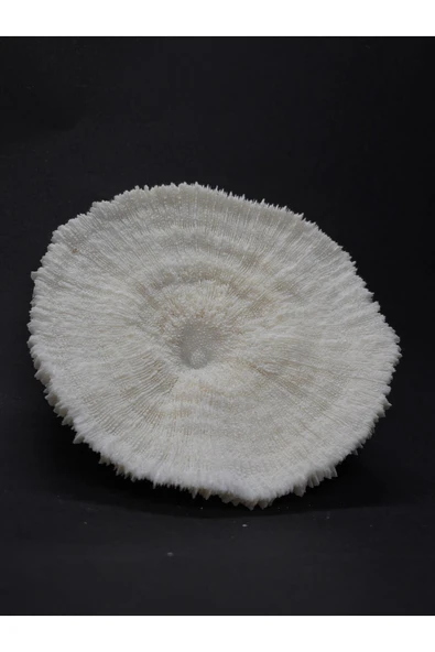 gemsartdeco MANTAR MERCAN - Resim 5