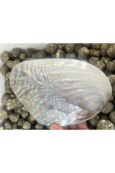 gemsartdeco Sedef Kabuk Filipinler - Resim 4