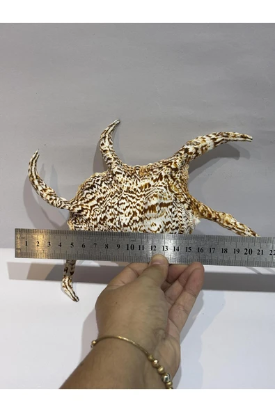 gemsartdeco CHİREGRA ORJİNAL KABUK - Resim 3