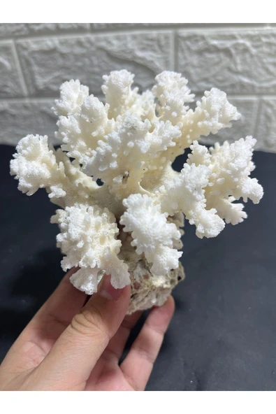 gemsartdeco Mercan Doğaltaş Boy 7 - Resim 4