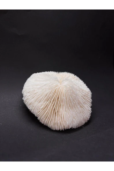 gemsartdeco MANTAR MERCAN - Resim 2