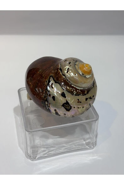 gemsartdeco SARMATICOS KABUK - Resim 8