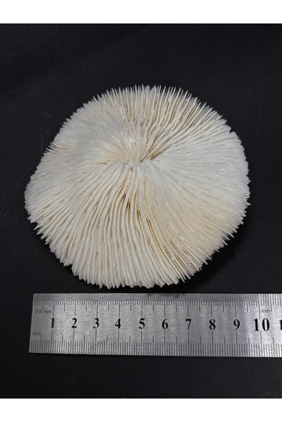 gemsartdeco MANTAR MERCAN - Resim 7