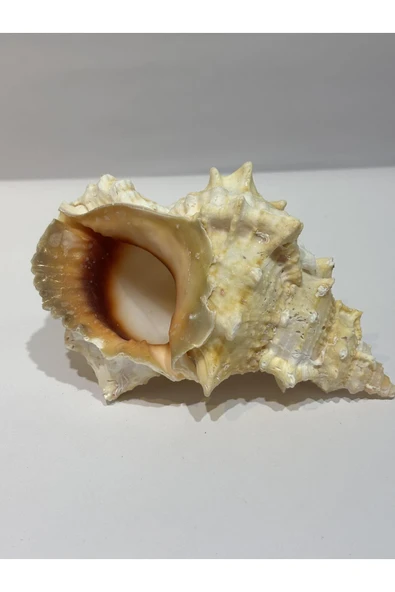 gemsartdeco BURSA BUBO KABUK ORTA BOY - Resim 4