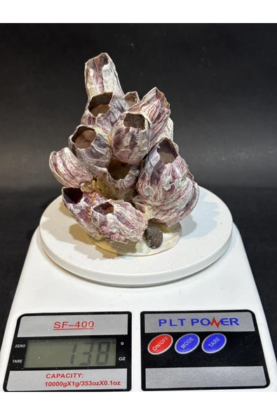 gemsartdeco Lale Mercan Özel Stantlı - Resim 6