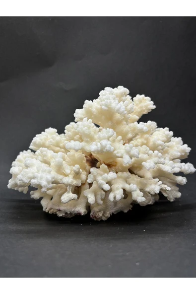 gemsartdeco MERCAN - Resim 3