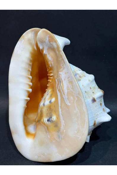 gemsartdeco CASIS KABUK M BOY - Resim 7