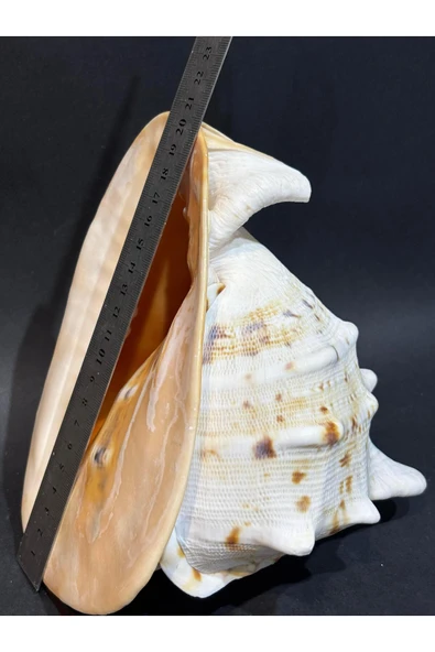 gemsartdeco CASIS KABUK M BOY - Resim 2