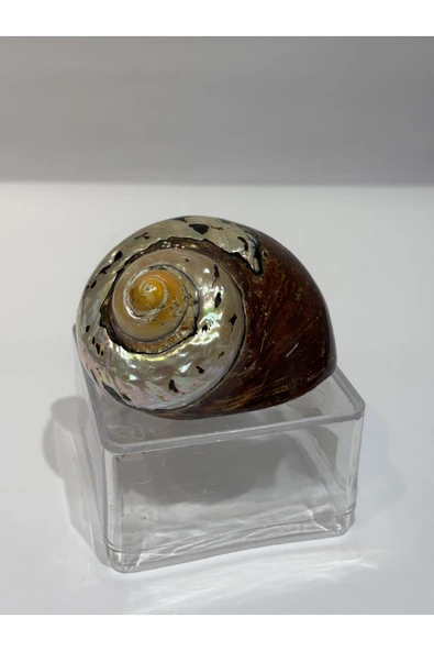 gemsartdeco SARMATICOS KABUK - Resim 4