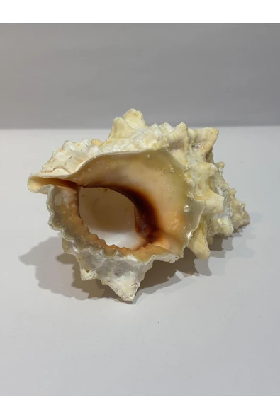 gemsartdeco BURSA BUBO KABUK ORTA BOY ürün görseli