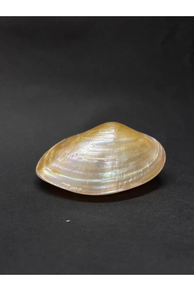 gemsartdeco CABEBE KABUK - Resim 3