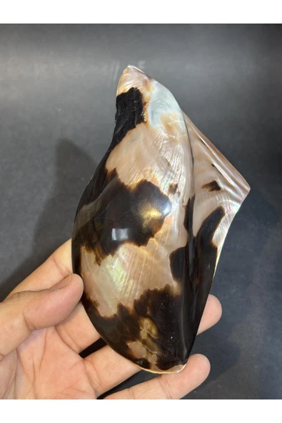 gemsartdeco Brown Lip Kabuk - Resim 2