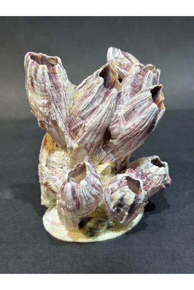 gemsartdeco Lale Mercan Özel Stantlı - Resim 2