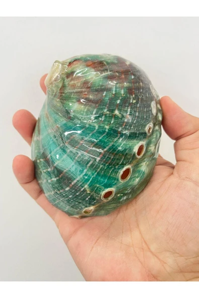 gemsartdeco Flipinler Okyanus Kabuk - Resim 3