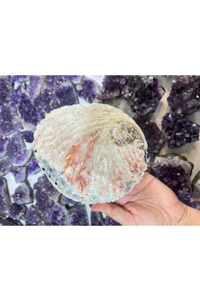 gemsartdeco Abalone Filipinler Efsane Kabuk ürün görseli